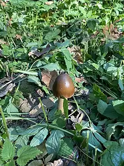 Muchomor kasztanowaty