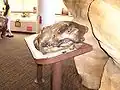 Wykonany z brązu odlew czaszki Panthera leo atrox, Muzeum Historii Naturalnej w San Diego