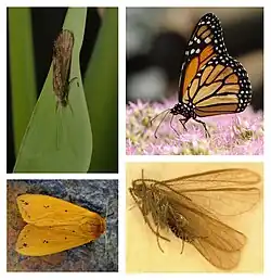 Kolaż fotografii, w lewym górnym rogu dorosły chruścik na liściu z czułkami skierowanymi do dołu, w prawym górnym roku barwny, pomarańczowo-czarno-biały motyl dzienny na kwiecie, w lewym dolnym rogu żółta ćma z czarnymi plamkami, w prawym dolnym rogu skrzydlaty owad zatopiony w bursztynie