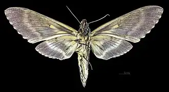 Amphimoea walkeri ♀ △