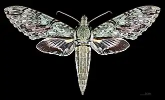 Amphimoea walkeri ♂