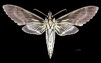 Amphimoea walkeri ♂  △