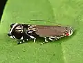 Anacampsis levipedella (Dichomeridinae), USA