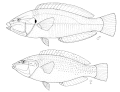 Anampses elegans