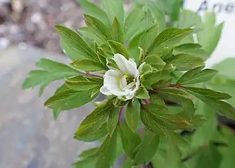 'Bracteata Pleniflora'