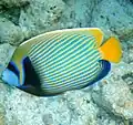 Pomacanthus imperator