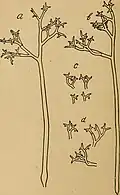 Sporangiofor Peronospora