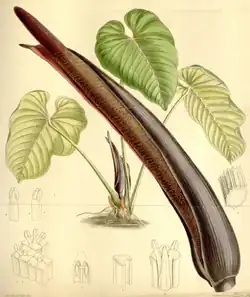 Anthurium gustavii(sekcja Calomystrium)