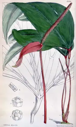 Anthurium trifidum(sekcja Semaeophyllium)