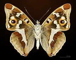 △ Mieniak tęczowiec