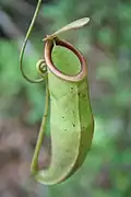 Nepenthes mirabilis; od Australii po Chiny