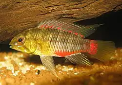 Apistogramma hongsloi