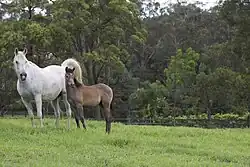Klacz arabska ze źrebakiem