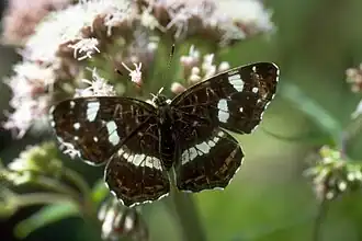 imago (forma letnia)