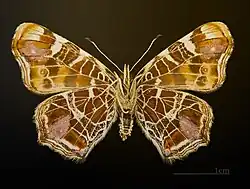 Araschnia levana f. levana △