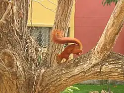 Wiewiórka w Barranquilla