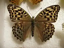 ♀ f. valesina