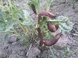 Ślinik luzytański na uprawie ziemniaka