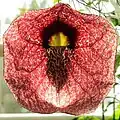 Aristolochia gigantea