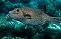 Arothron meleagris