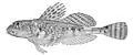 Artediellus camchaticus