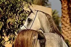 Odbyt konia rasy arabskiej