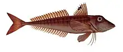 Chelidonichthys cuculus