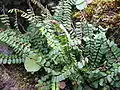 Asplenium azoricum