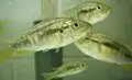 Astatotilapia calliptera