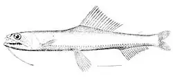 Astronesthes gemmifer