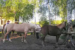 Próbnikowanie klaczy przez ogiera