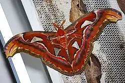 Dorosły motyl oraz poczwarki