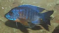 Aulonocara jacobfreibergi