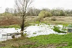 Fragment stawu bobrowego powstałego w wyniku zbudowania tamy.