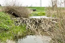 Tama wybudowana przez bobry na Kanale Nowe Ujście. W głębi ul. Wał Miedzeszyński.