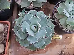 W uprawie doniczkowej