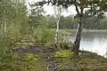 Brzeg jednej z torfianek, kobierzec mchów