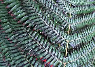 Liście (górna powierzchnia)