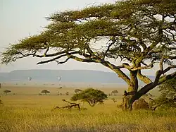 Krajobraz Serengeti