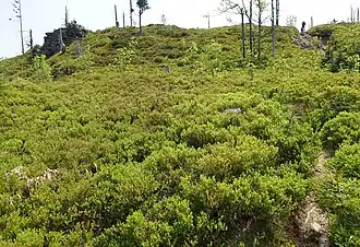 Skałki pod szczytem