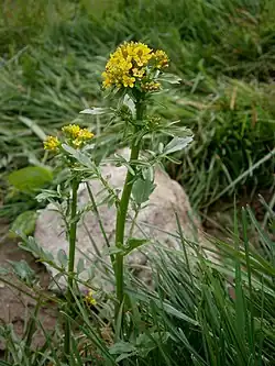 Gorczycznik pośredni Barbarea intermedia