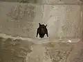 Nietoperz na murze Sukiennic