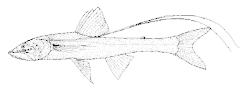 Bathypterois longifilis