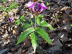 żywiec gruczołowaty (C. glanduligera)