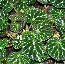 Begonia pustulata