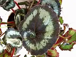 Ozdobne liście begonii królewskiej