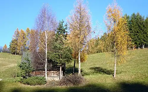 Szałas w dolinie Skalskie