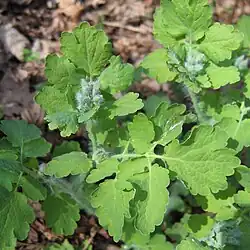 Silnie owłosione młode pędy