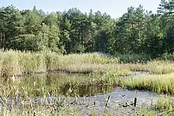 Okolice stawu Biały Ług.