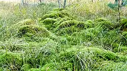 Poduchy mchu płonnika.